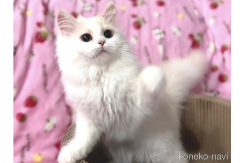 販売中の北海道のラガマフィン-54580の3枚目